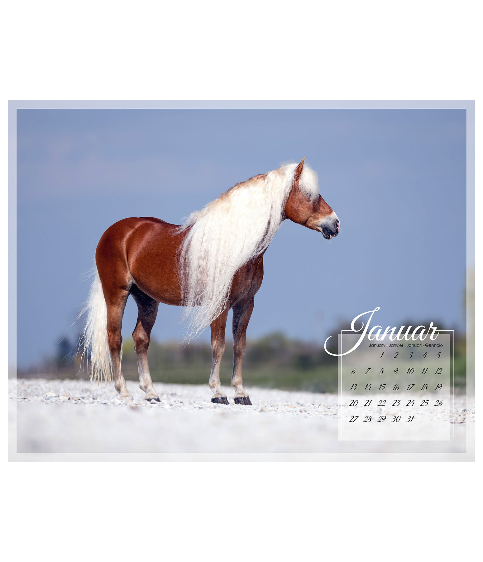 Haflinger Kalender 2024