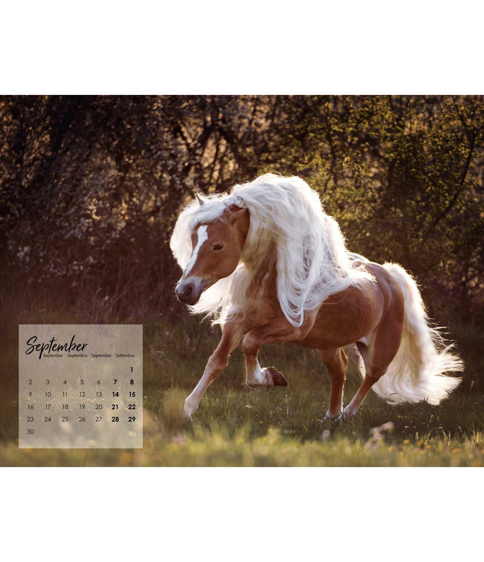 Haflinger Kalender 2023