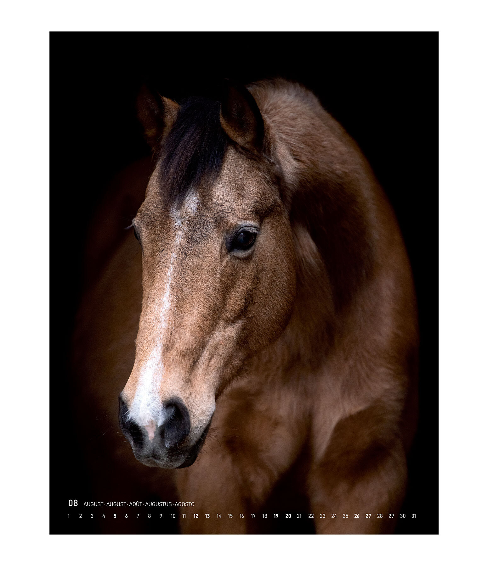 Pferde im Portrait Kalender 2023