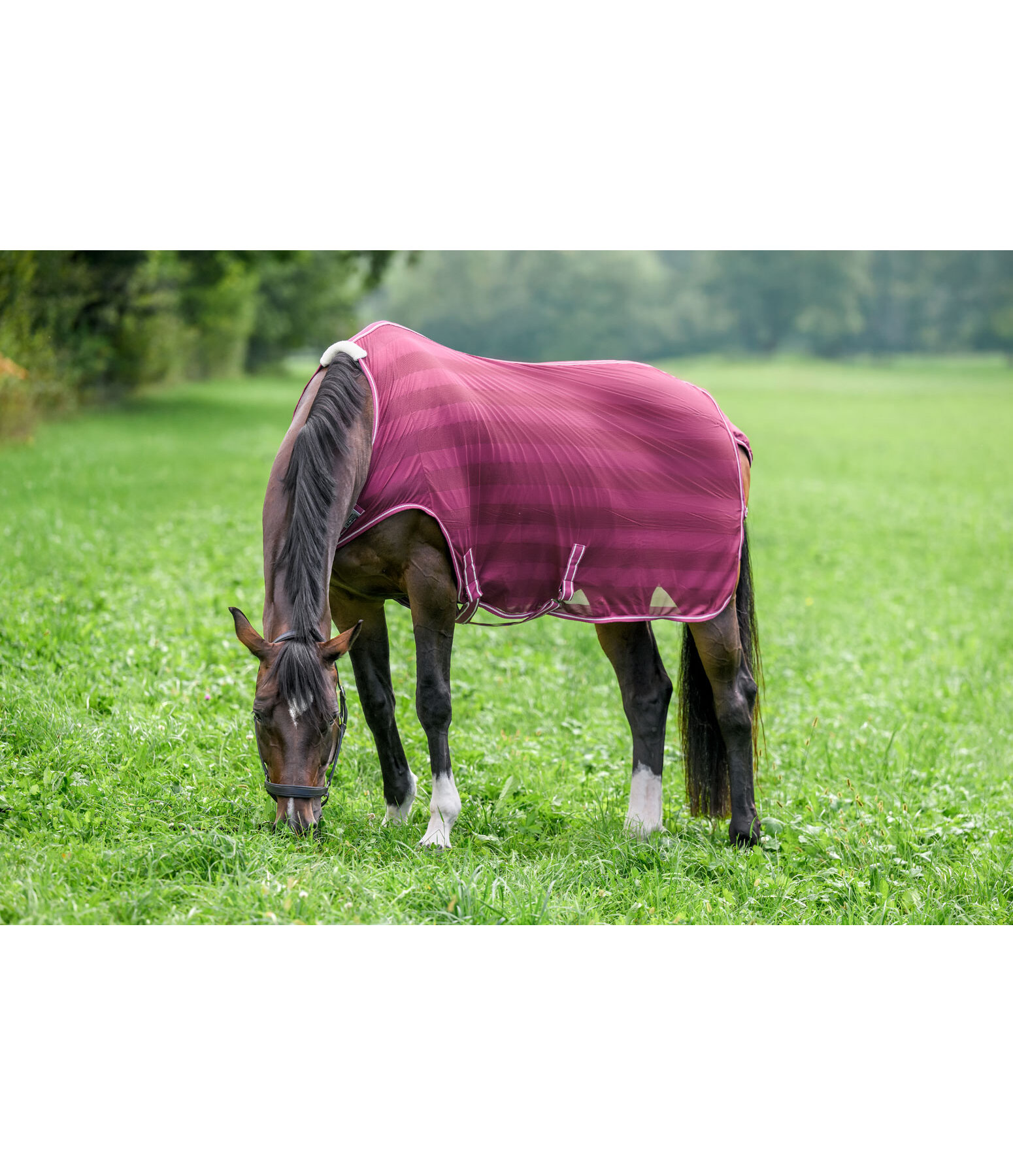 Fliegenschutz-Walker Economy Light