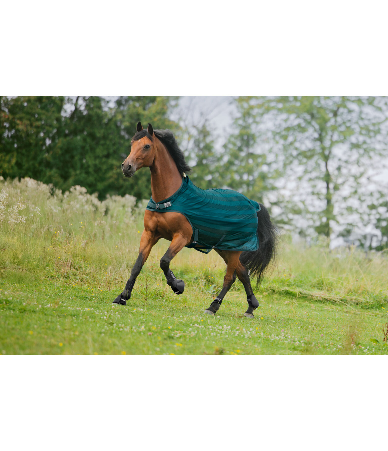 Fliegenschutz-Walker Economy Light