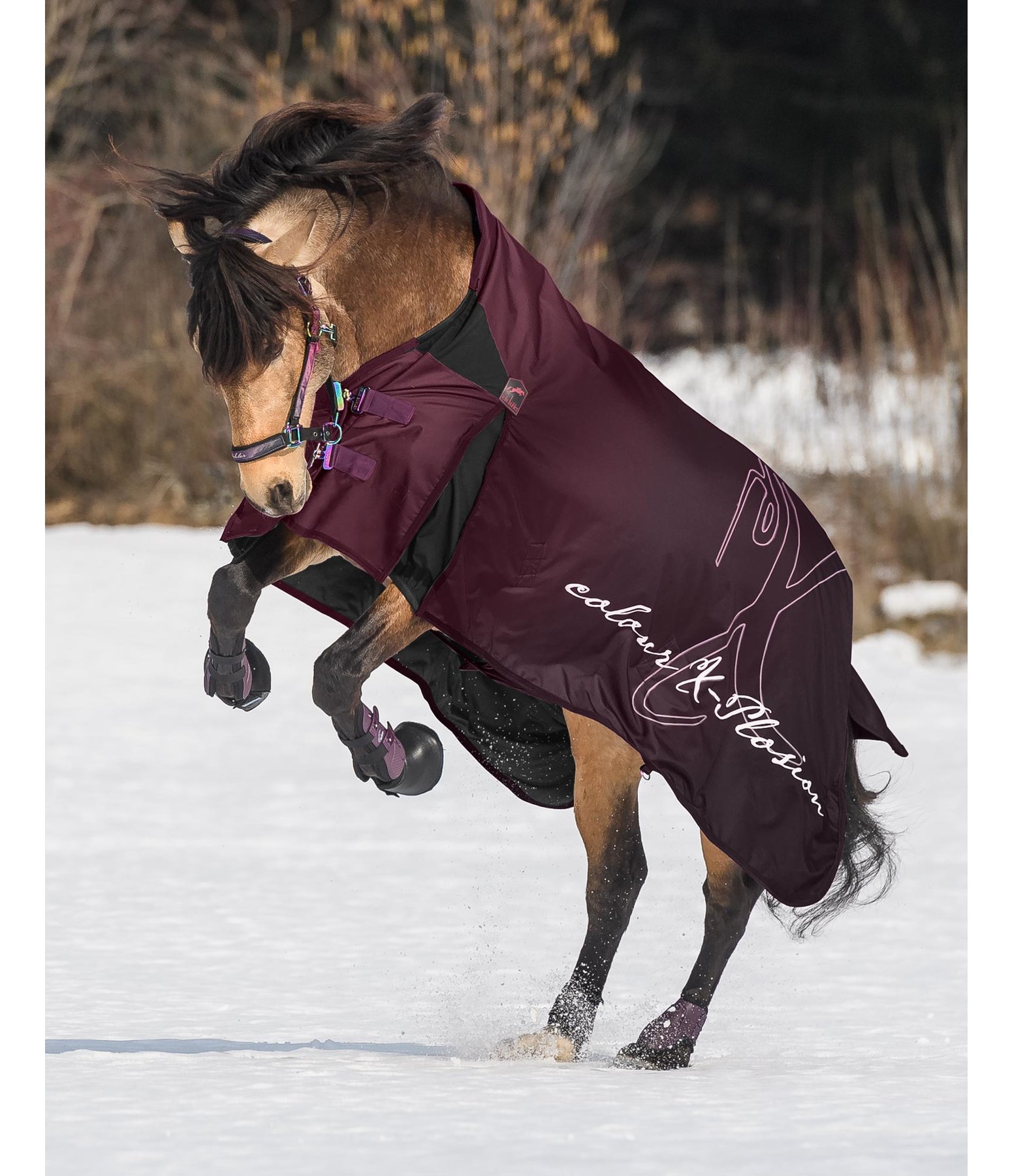 Winterdecke Highneck Colour X-Plosion, 100 g - Krämer Pferdesport ...