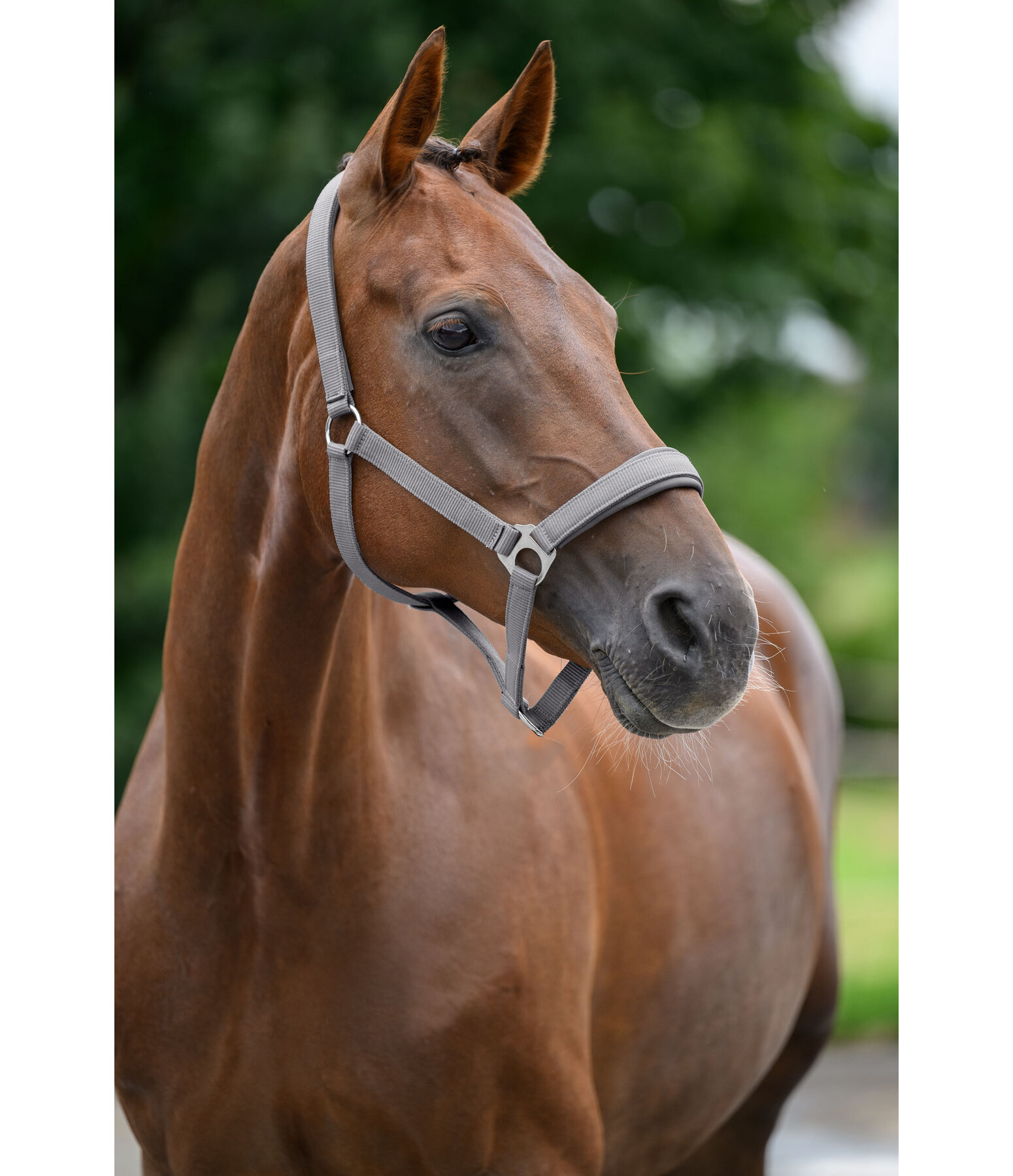 Halfter Superg�nstig ll&nbsp;