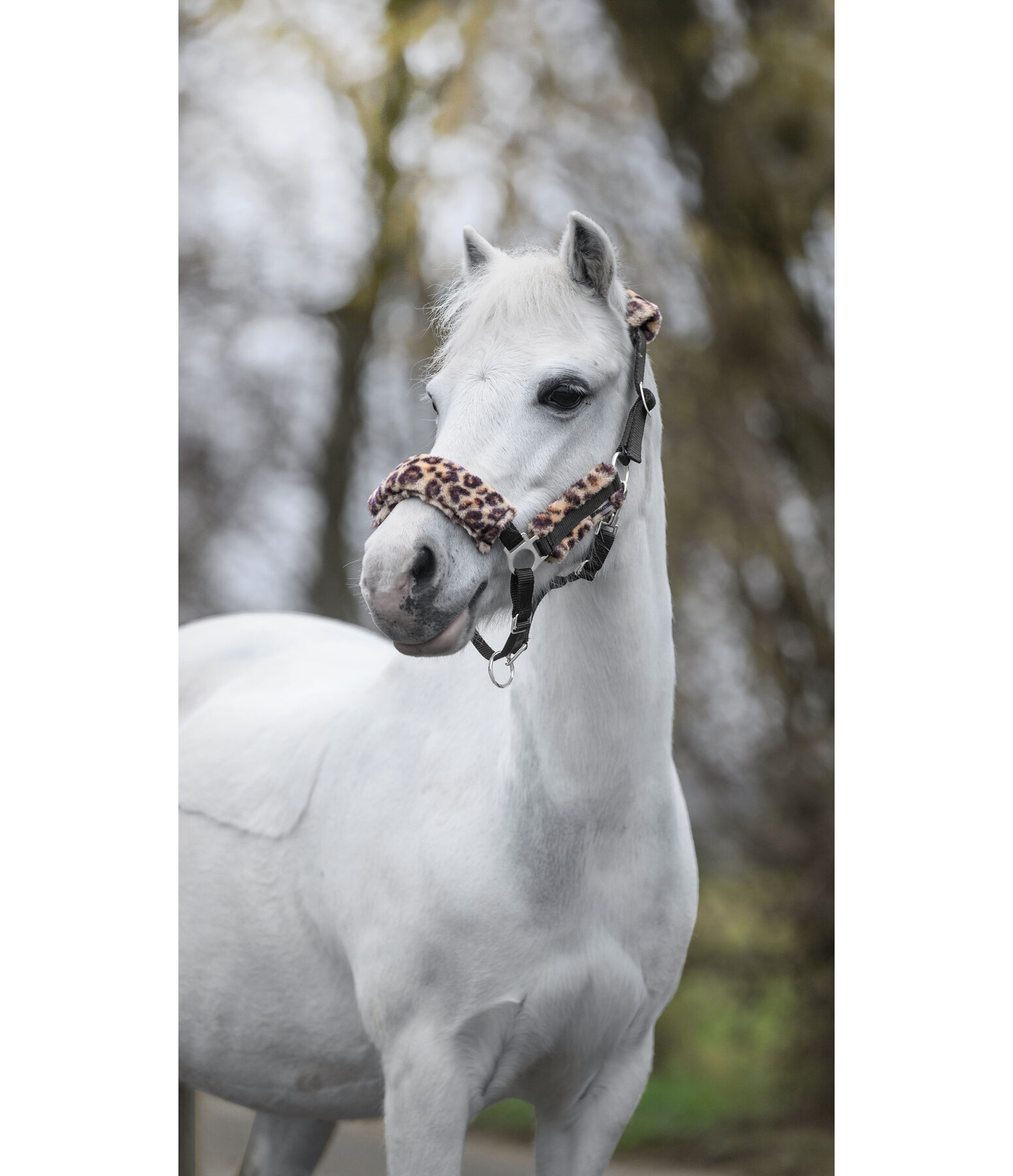 Fohlen- & Shetty-Teddyfleece-Halfter Cozy Adjustable