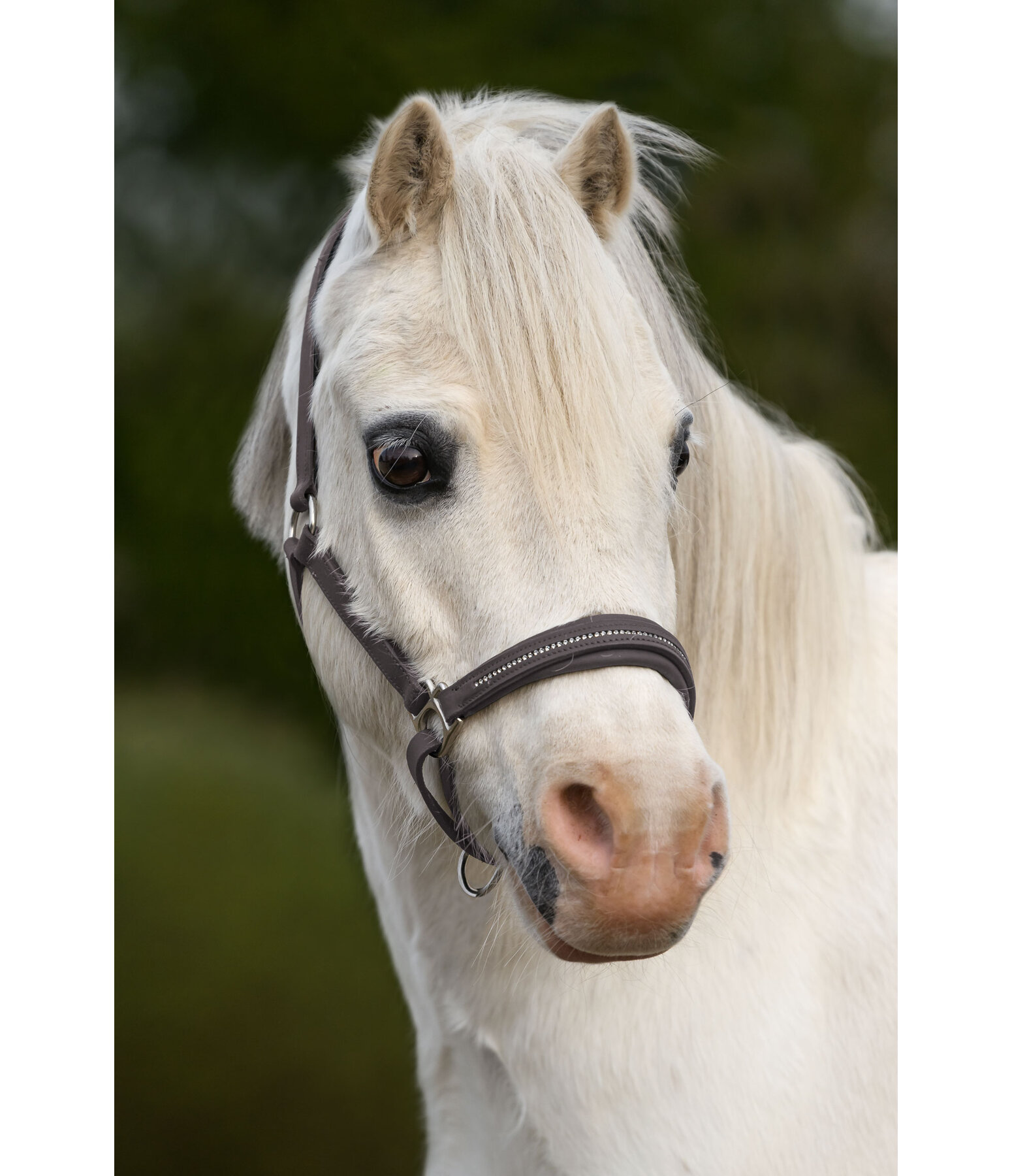 Fohlen- und Shetty-Lederhalfter Selina mit Glitzersteinen