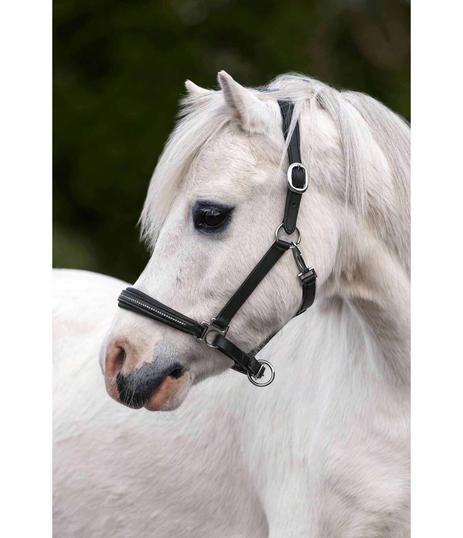 Fohlen- und Shetty-Lederhalfter Selina mit Glitzersteinen