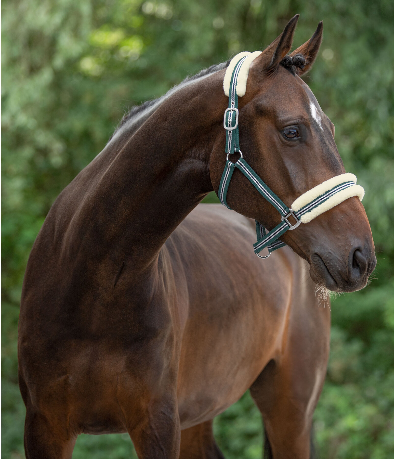 Halfter Shimmering Stripes