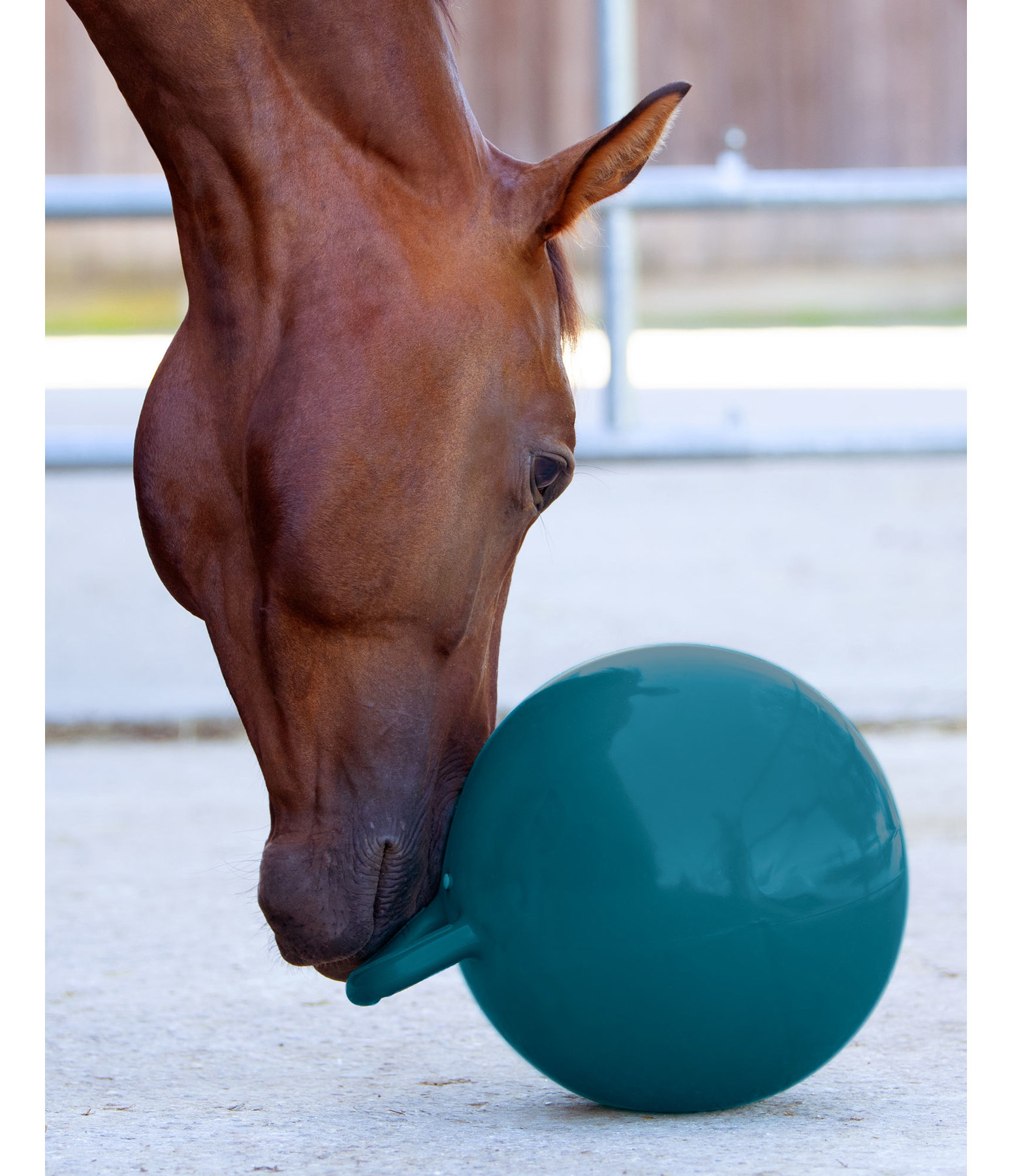 Pferdespielball
