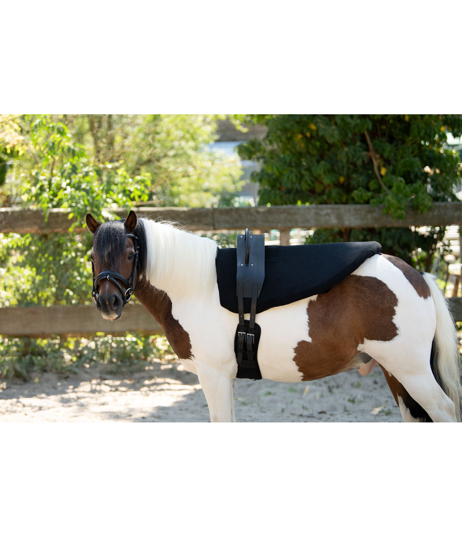 Voltigiergurt Entrance