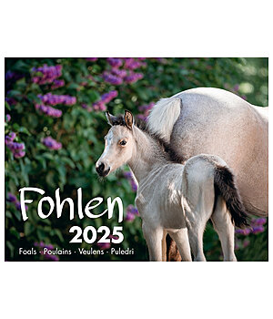 Equino Media Fohlen Kalender 2024 - 402255