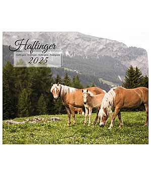 Equino Media Haflinger Kalender 2024 - 402531