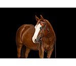 Mix & Match Futurity Knot Browband Crystal