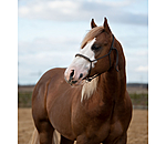 Knotenloses Halfter Bonny