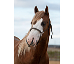 Knotenloses Halfter Bonny