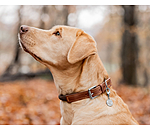 Hundehalsband Rope