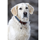 Hundehalsband Rope