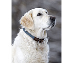 Hundehalsband Rope