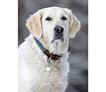 Hundehalsband Rope