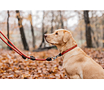 Hundehalsband Rope