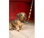 Set: Leder-Hundehalsband und -leine Polo Sports