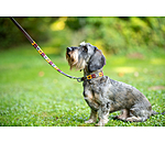 Set: Leder-Hundehalsband und -leine Polo Sports