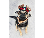 Weihnachtsgeweih Rudolph fr Hunde