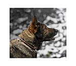 Clincher-Leder-Hundehalsband Empoli