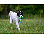 Zahnputz-Hundespielzeug Cleo