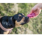 Kombi-Hundepfeife mit Clicker