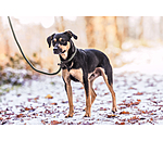 Retriever-Leine Rope