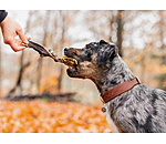 Rinderpansen Hundesnack