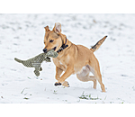 Hundespielzeug Kuschel-Dino Rexy