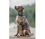 Hunde-Lederhalsband Nashville