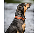 Hunde-Lederhalsband Chinook