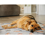 Hundedecke Glow in the Dark