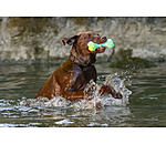 Wasserspielzeug Marble Bone  für Hunde