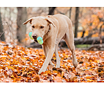 Wasserspielzeug Marble Bone  fr Hunde