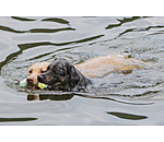 Wasserspielzeug Marble Bone  fr Hunde