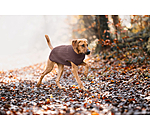 Hunde-Rollkragenpullover Maisie