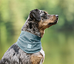 Hunde-Halstuch Cooling