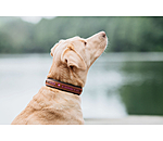 Leder-Hundehalsband Good Dog