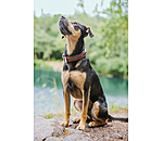 Leder-Hundehalsband Good Dog