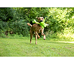 Hundespielzeug Strong Dino