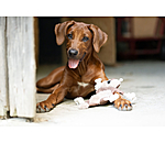 Hundespielzeug Eichh�rnchen