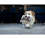 Hundespielzeug Eichh�rnchen