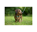 Halsband und Leine Set Zap