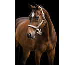 Halfter Signature III