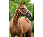 Halfter Superg�nstig