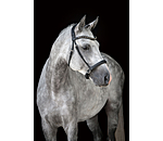 Mix & Match Geltes Leder-Reithalfter Gebisslos
