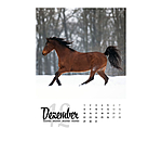 Pferdekalender 2024